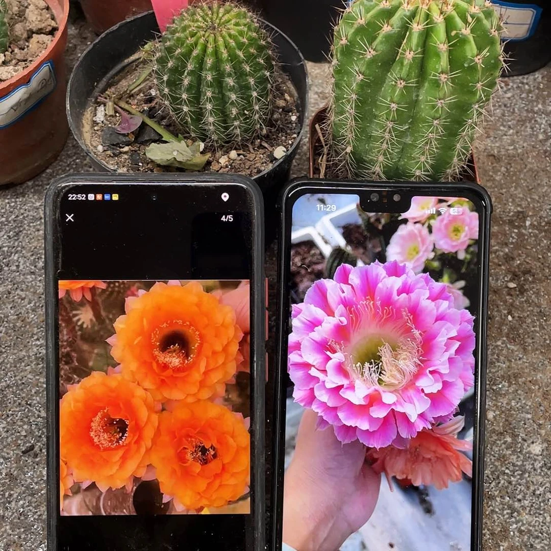 金阁和云羽自根球4公分以上