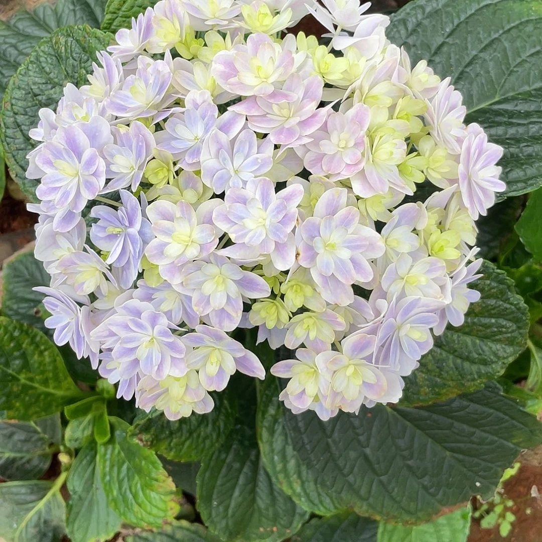 绣球切花一物一拍3枝起包邮，74