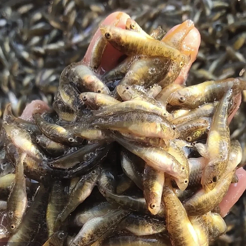 东北野生（冷水小黄鱼柳山根鱼）肉质鲜嫩活鱼速冻发货包邮！