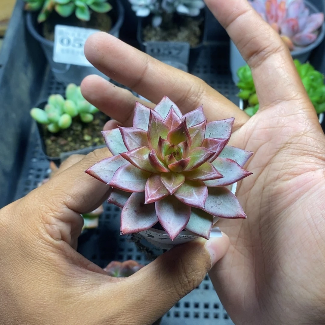 火烈鸟一物一拍满20包邮满26送一颗多肉