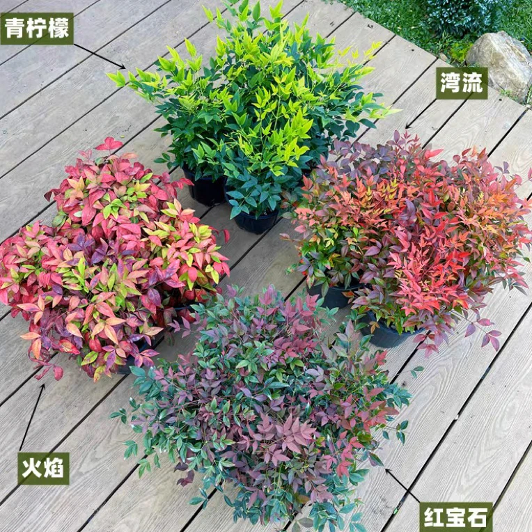 火焰南天竹盆栽秋色南天竺花苗红叶红宝石湾流青柠檬花园耐寒植物