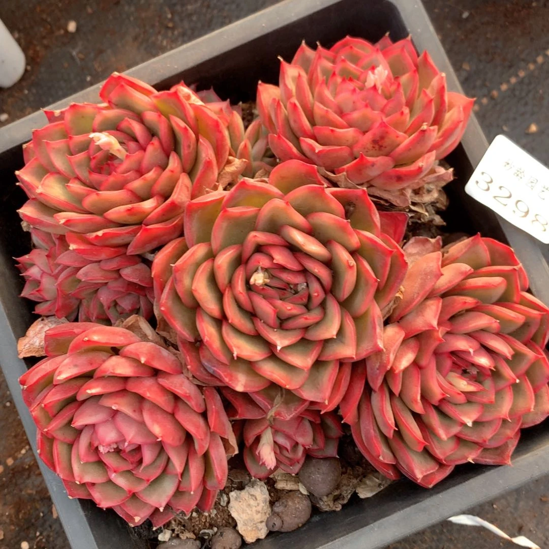 3298杂交多肉植物基地