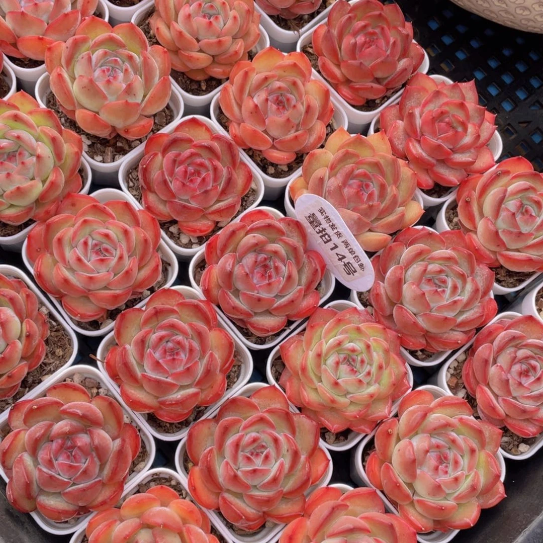 量拍14号草莓杏仁单头一个