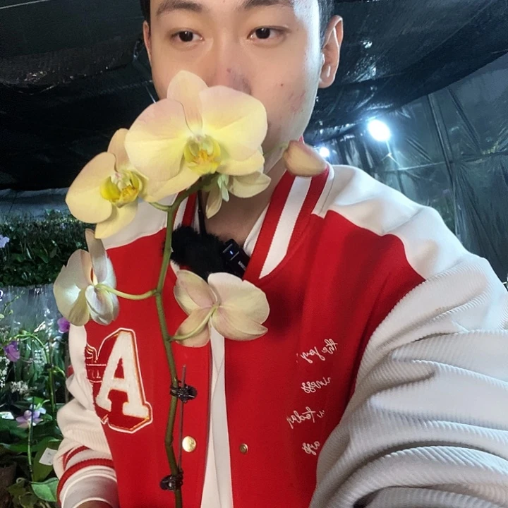 无花朵金波碧玉蝴蝶兰