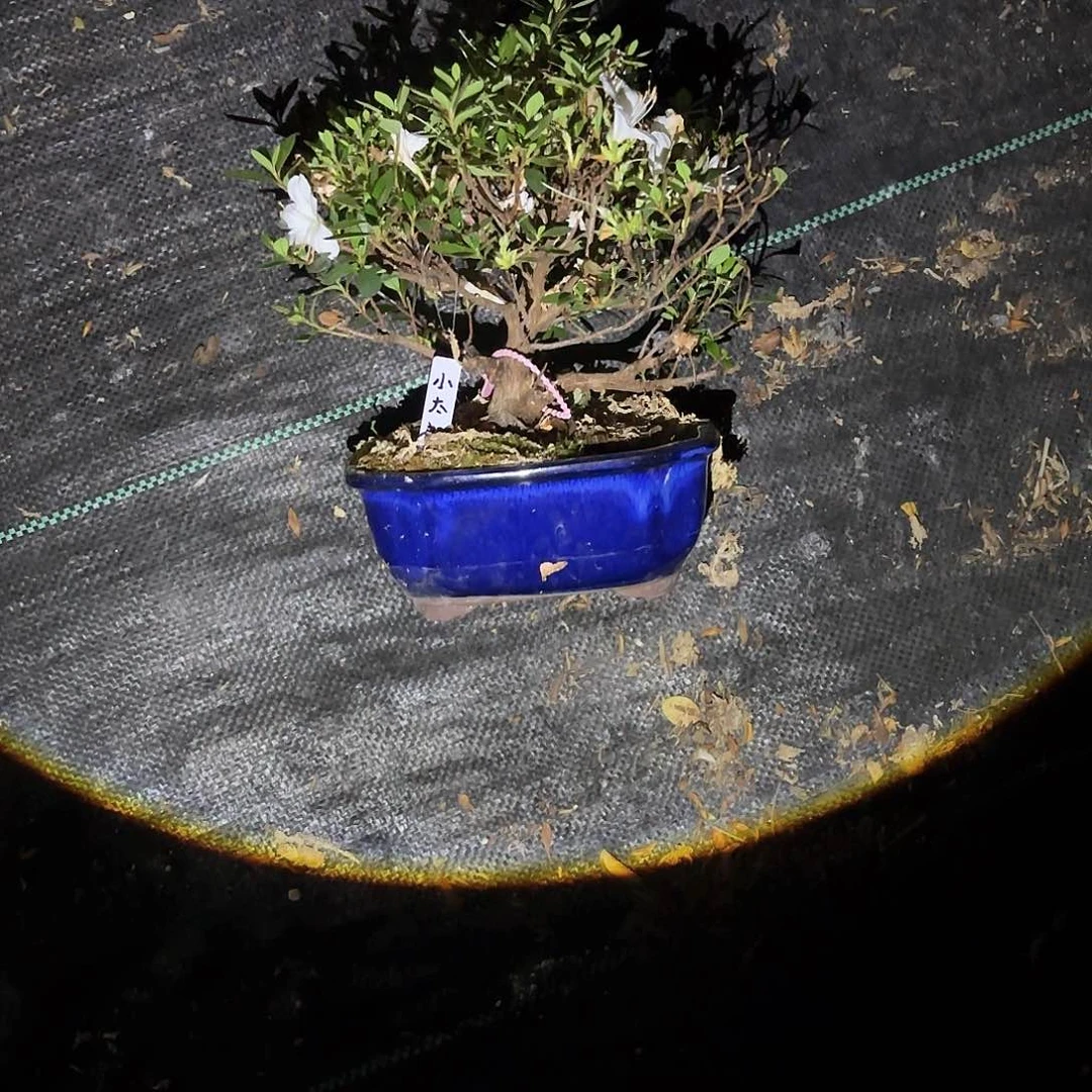 少量花朵（建议范围：2朵-5朵 或40%以下）