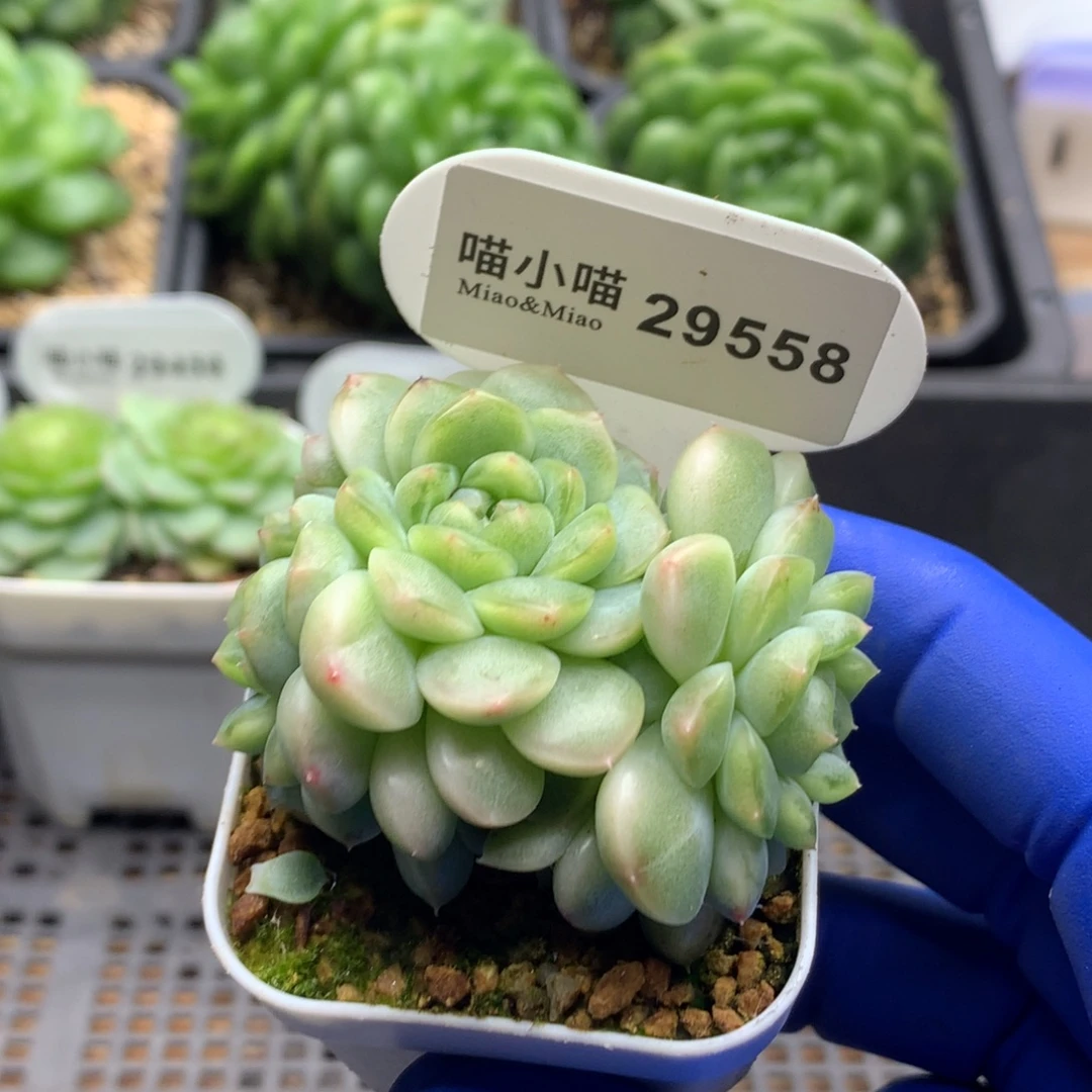 多肉植物杂交珍妮