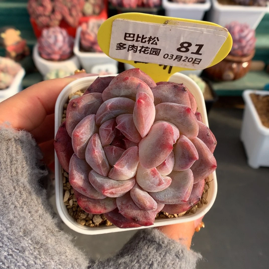 81双心冰魄多肉植物