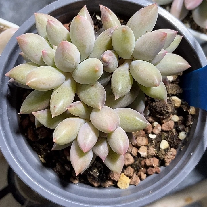 多肉植物水晶球6154