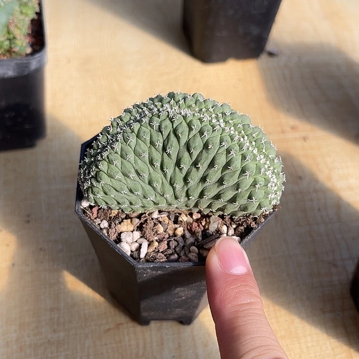 无花朵实生菊水缀化仙人球