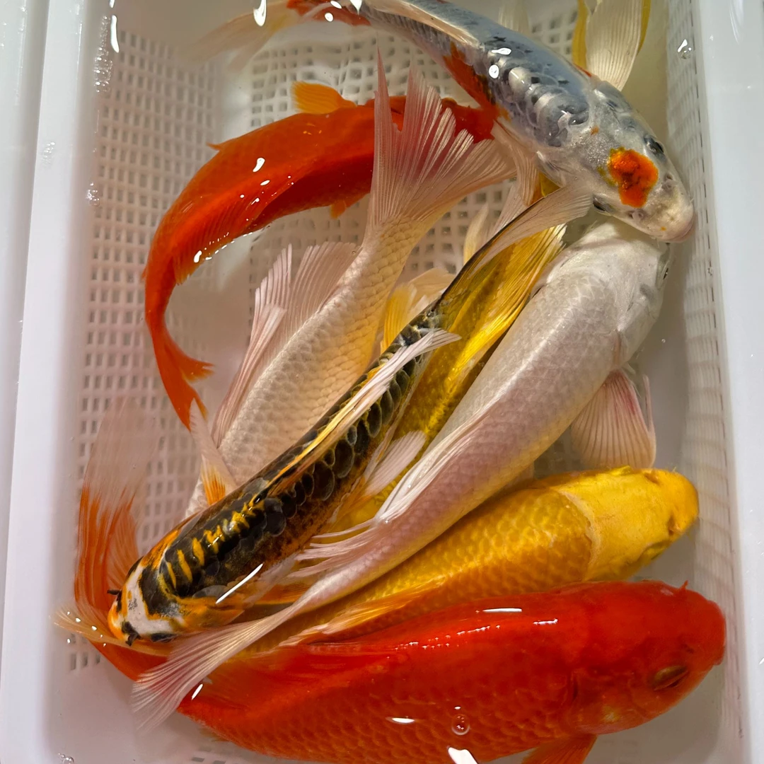 12-15cm冷水鱼观赏鱼锦鲤草金多色混搭 包邮