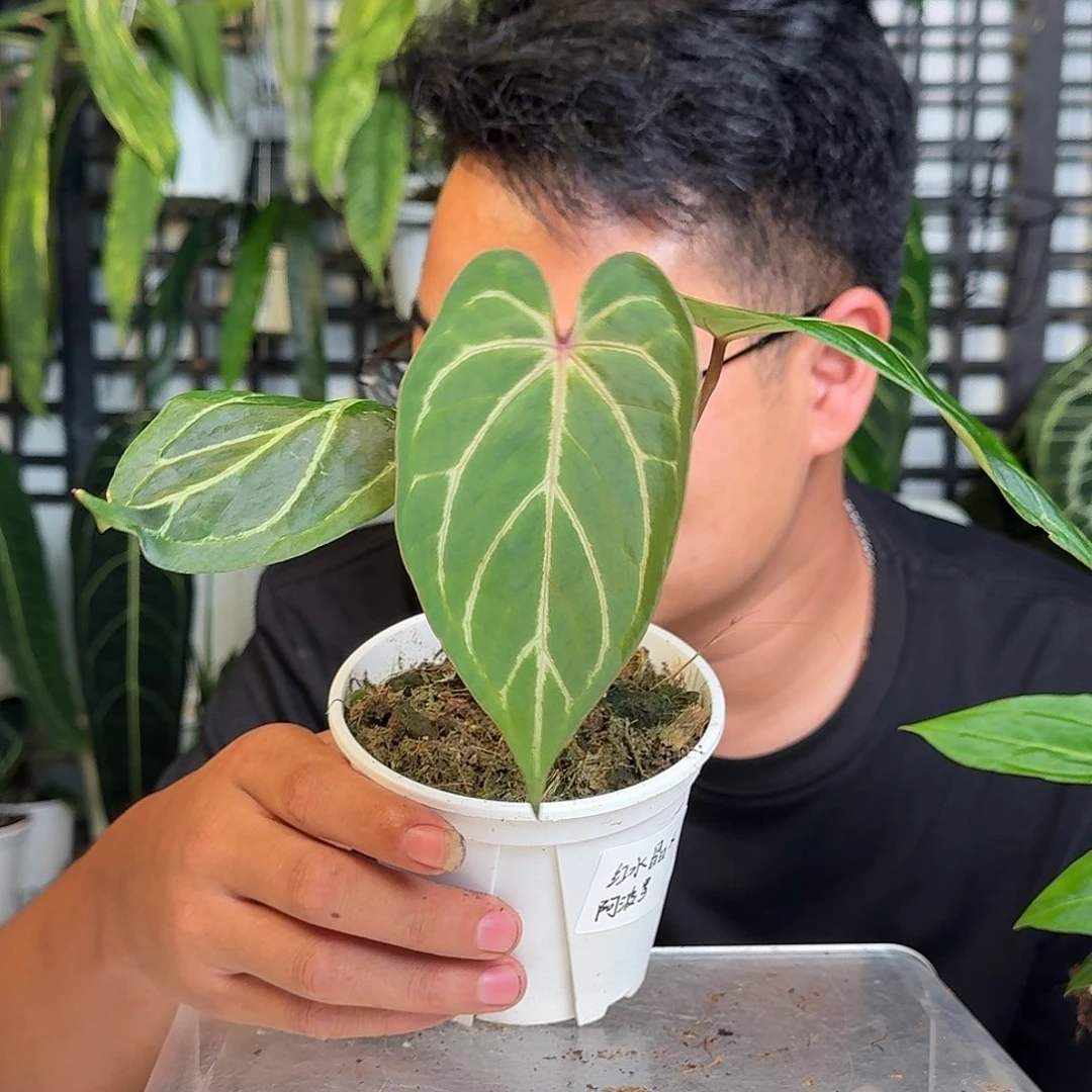 无花朵半*一物一拍W68
