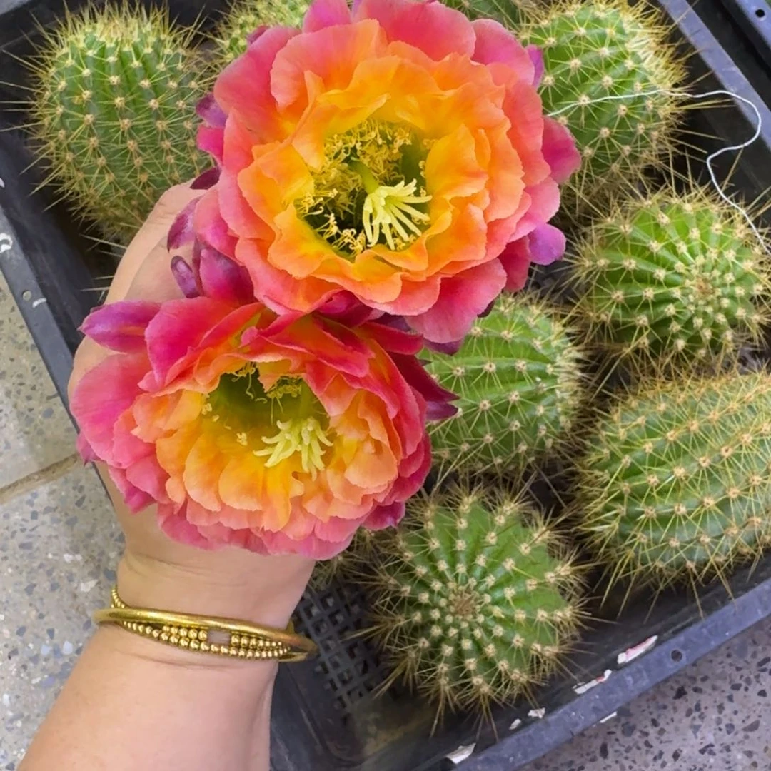 315毛大满贯歪无根侧牙4公分左右，20包邮