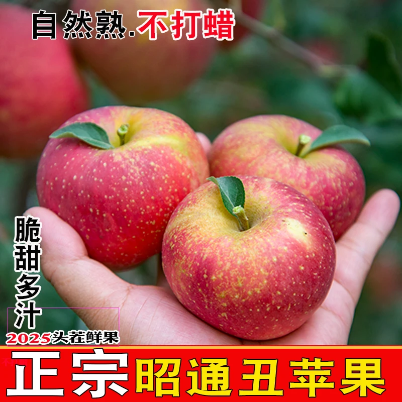 高品质昭通冰糖心丑苹果应季现摘新鲜水果苹果正宗云南高原孕妇