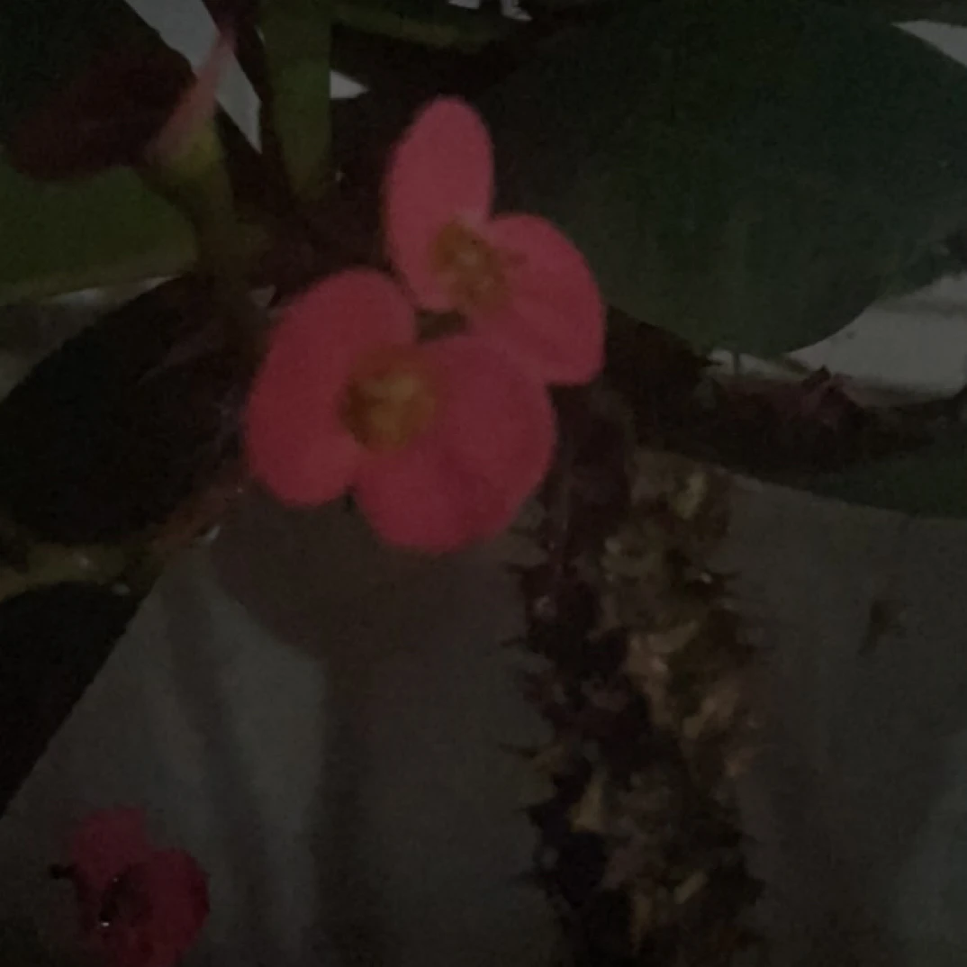 在邦土特产临时链接菇
