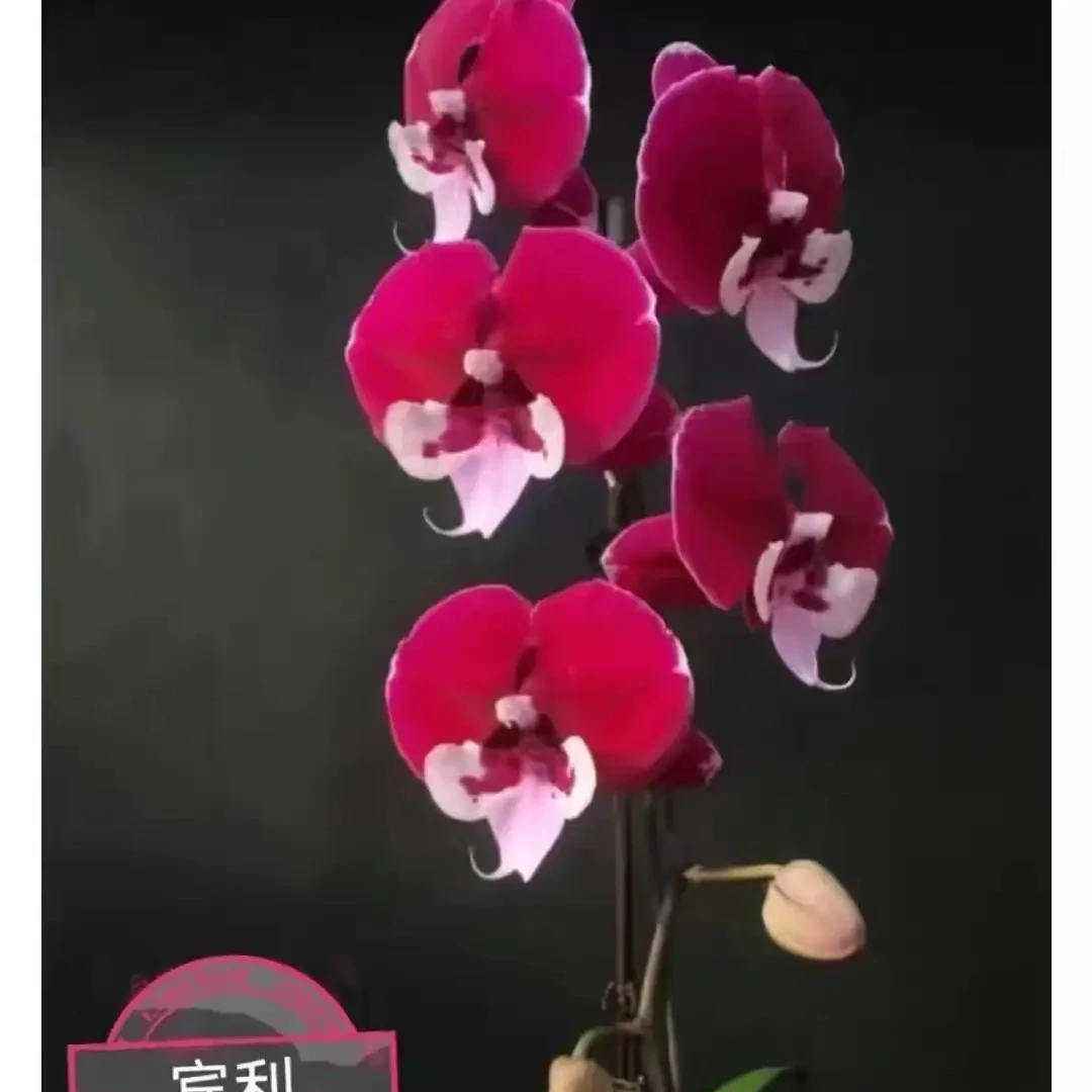 蝴蝶兰宾利3.5杯花剑苗花剑刚破口