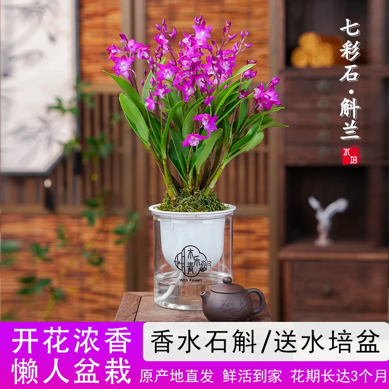 【带花剑花苞】新品澳洲香水石斛兰水培浓香室内绿植花卉盆栽E