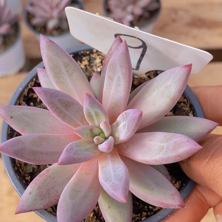 我想说我们也没见