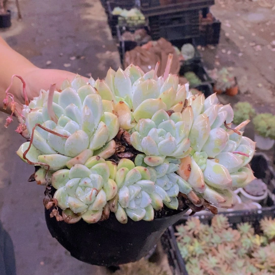 冰山美人多头群生，180杯