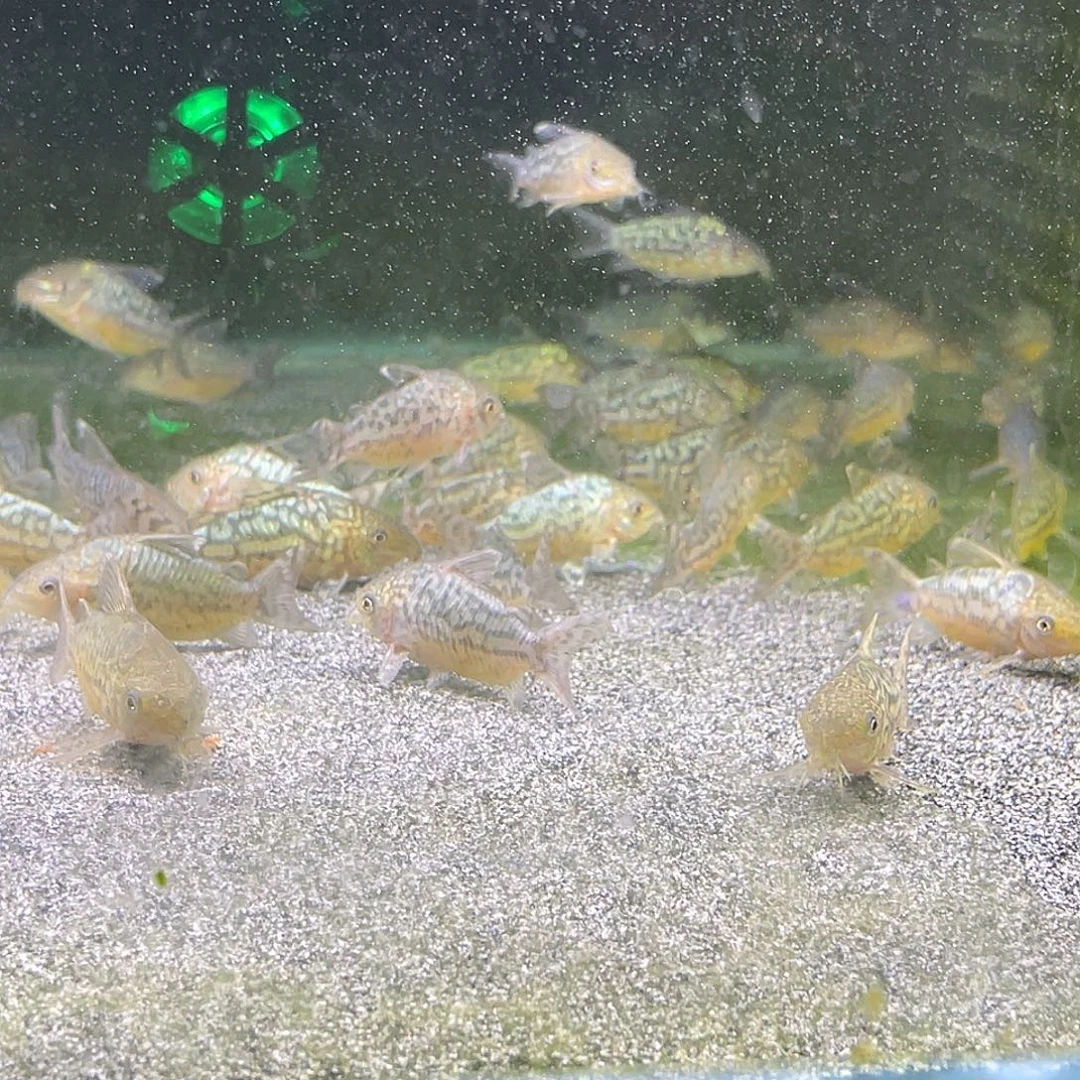 鼠鱼3只精品爆花葛依 不包邮