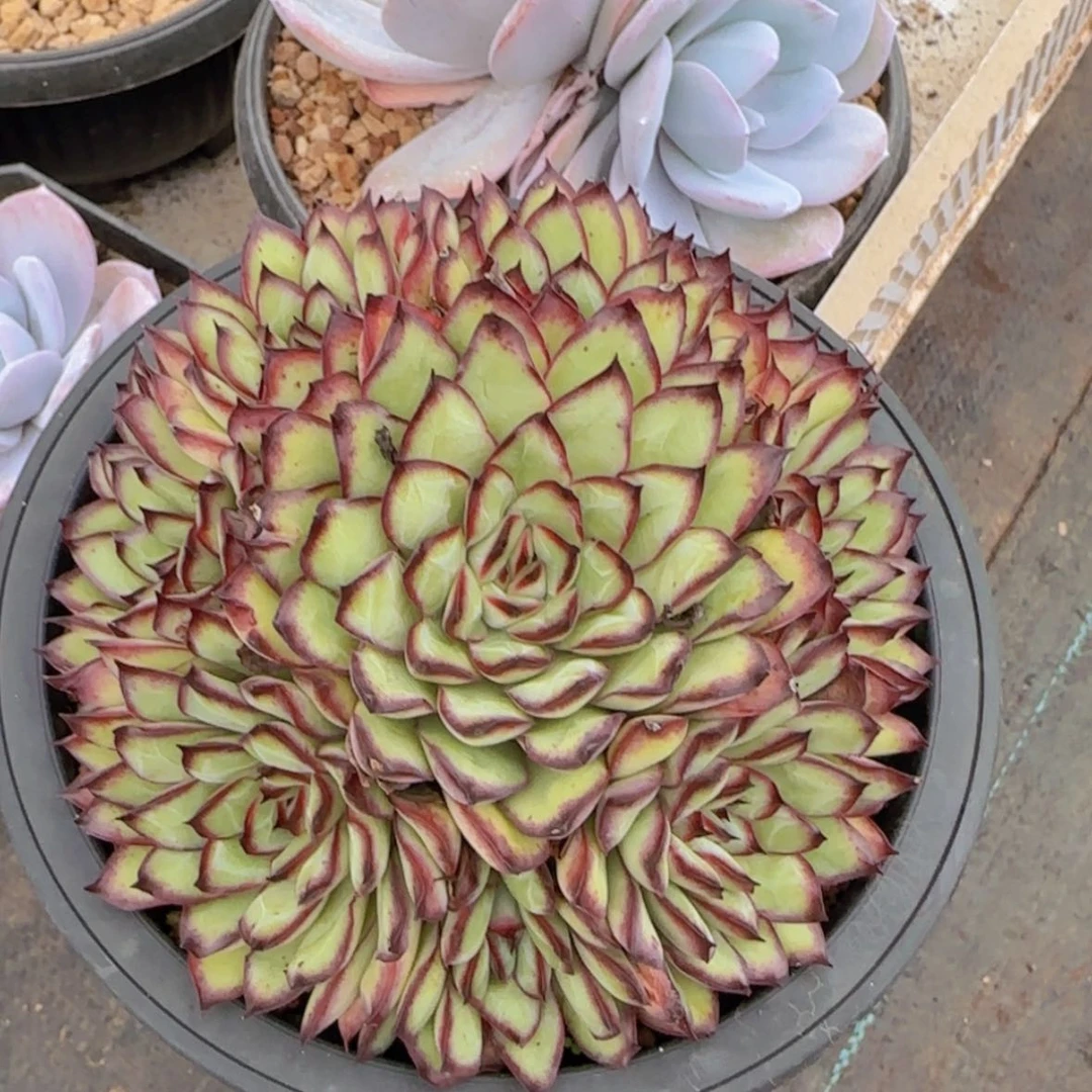 【闪购商品】手捧肉酱玫瑰29.9