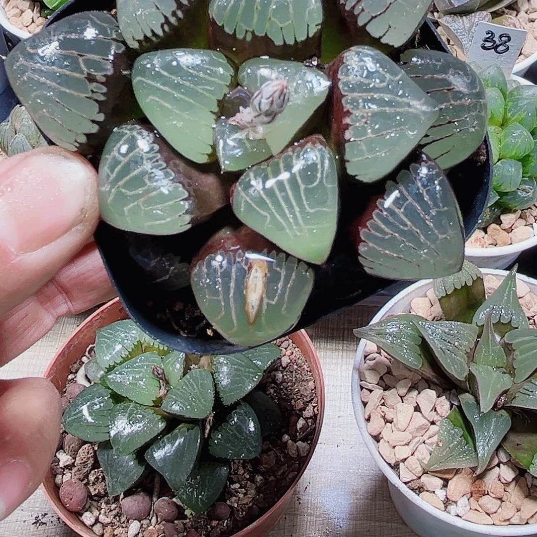 爱神克新手好养的