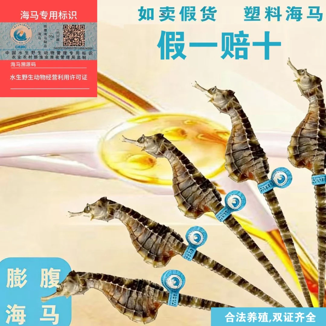 0.5-1g/只海马养殖地基源头厂家A级正品干货公母混搭带溯源码