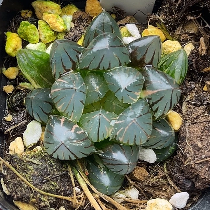 141龙爪玉露锦头家多肉十二卷