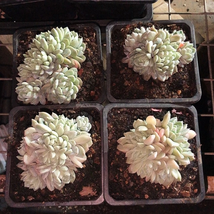 百达翡翠朵朵缀多肉植物