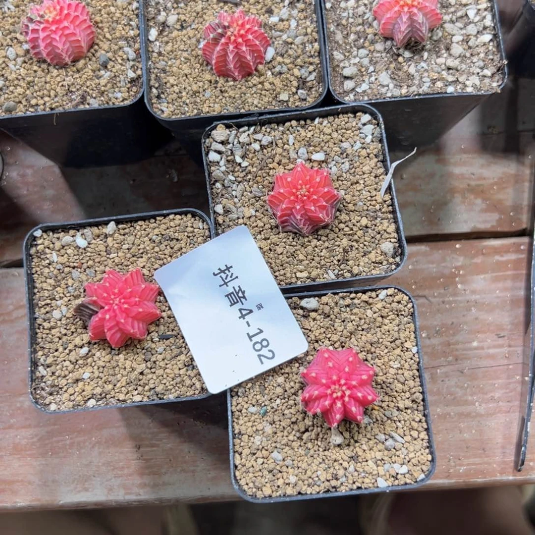 木**咘4-182肉锥多肉植物