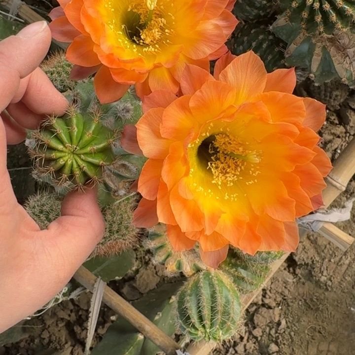 268彩草141歪无根侧牙4公分左右