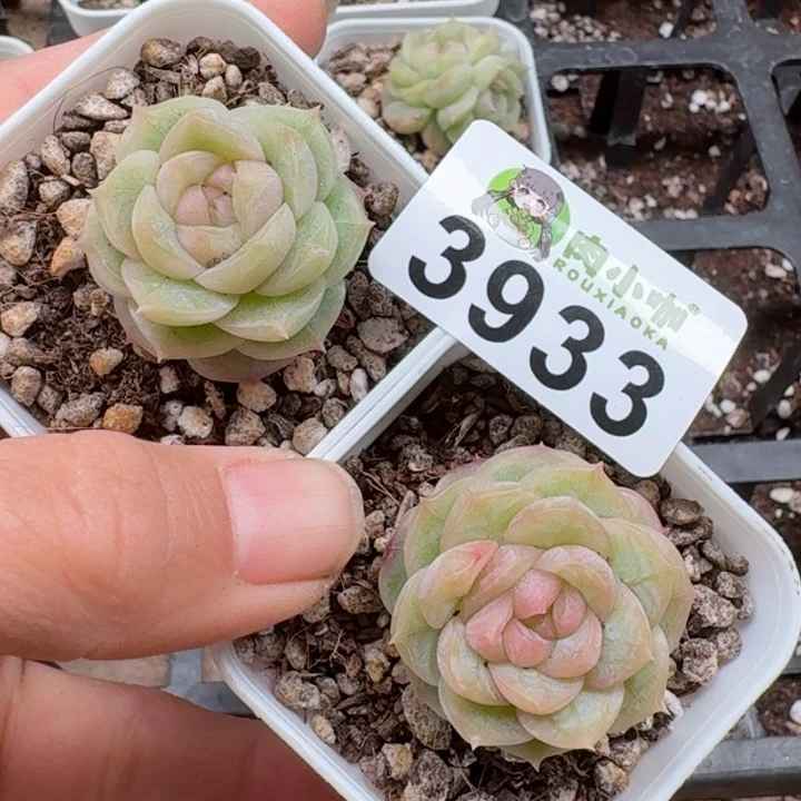 多肉植物多肉植物