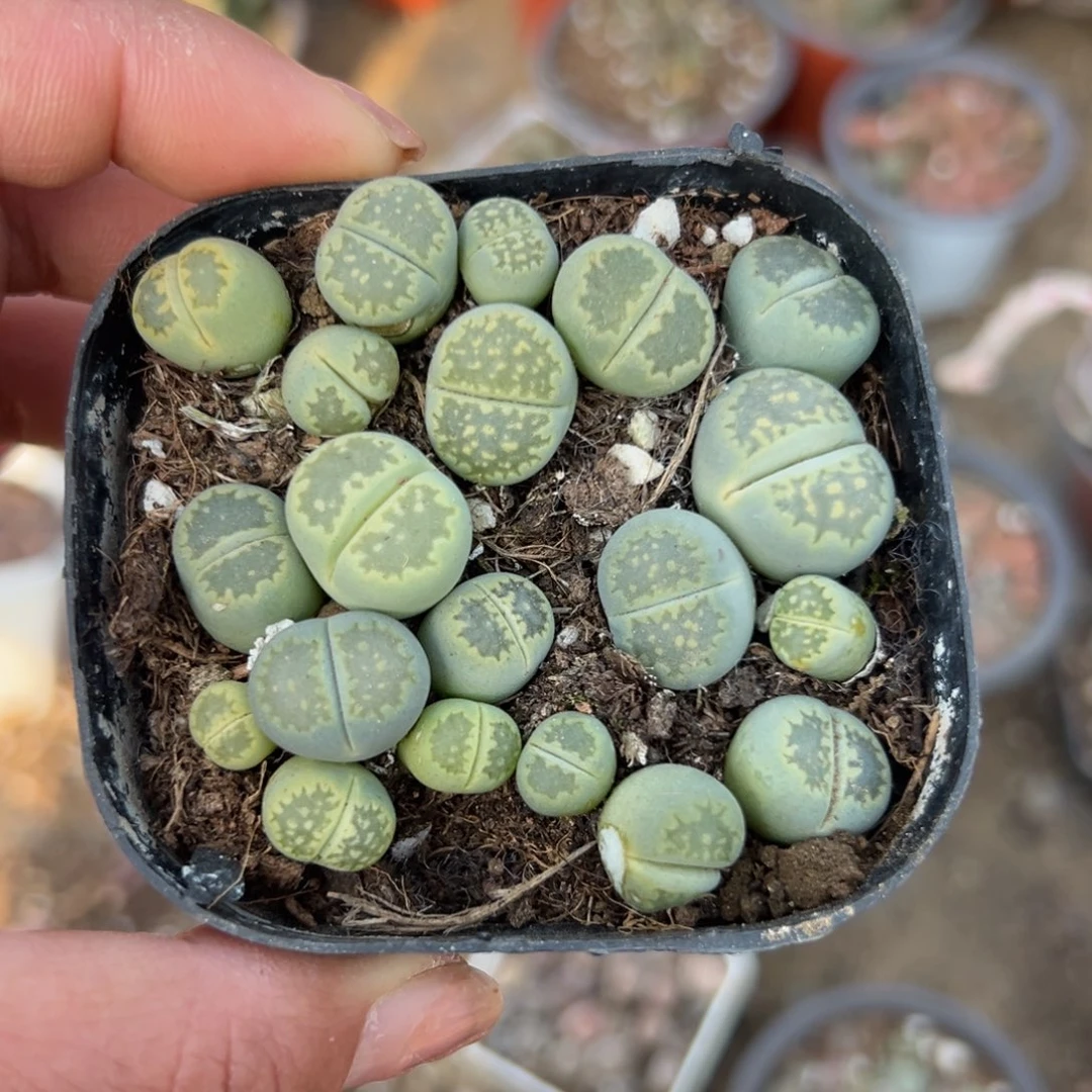 多肉植物多肉植物