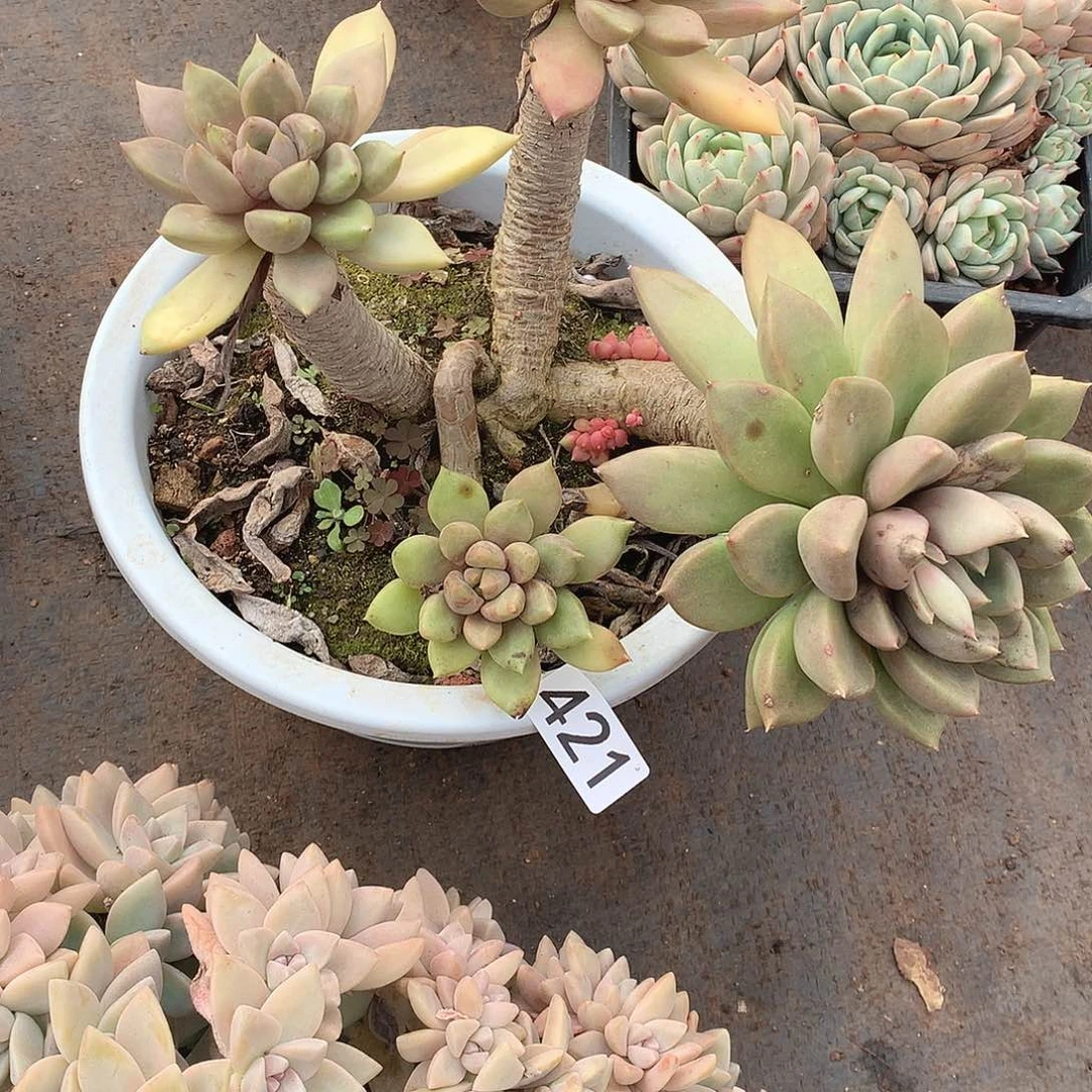 421象牙 一物一拍多肉