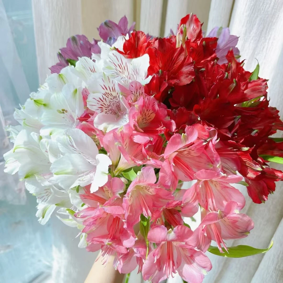 海盛混色六出花(水仙百合)10支   批发花店摆地摊云南一手货源