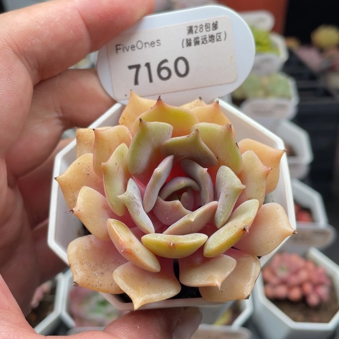 粉蝶7160-6.5厘米