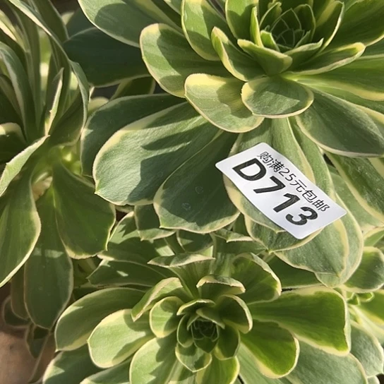 清**叶多肉植物一个