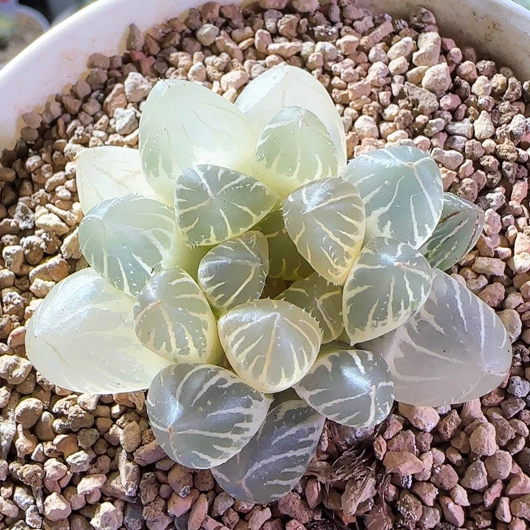 33号OH糊斑锦一物一拍带盆土