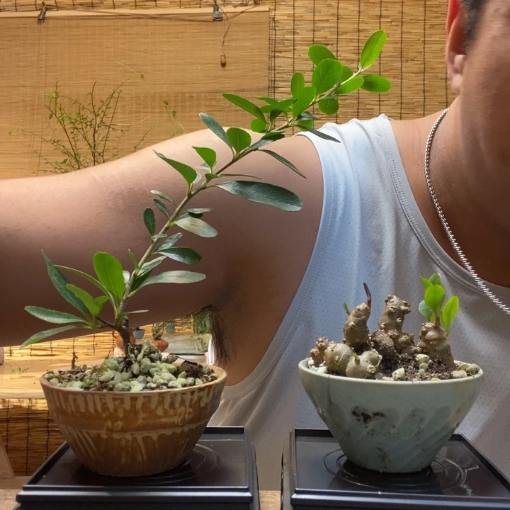 一物一拍所见即所得264