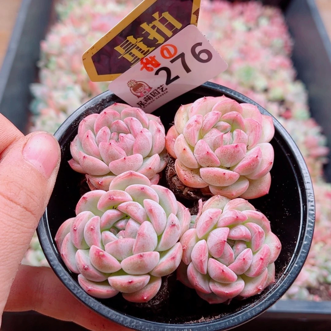 多肉植物多肉植物