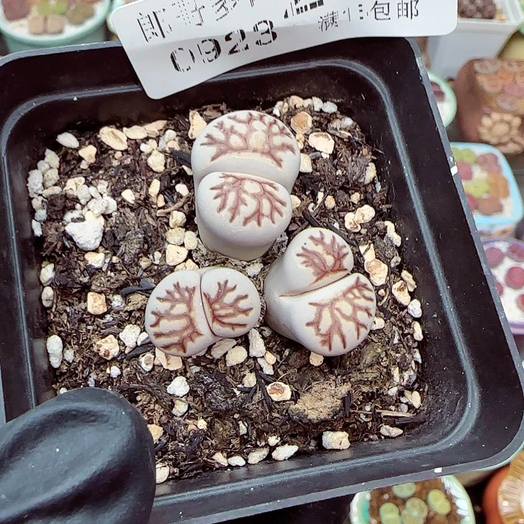 生石花满18包邮0923-270