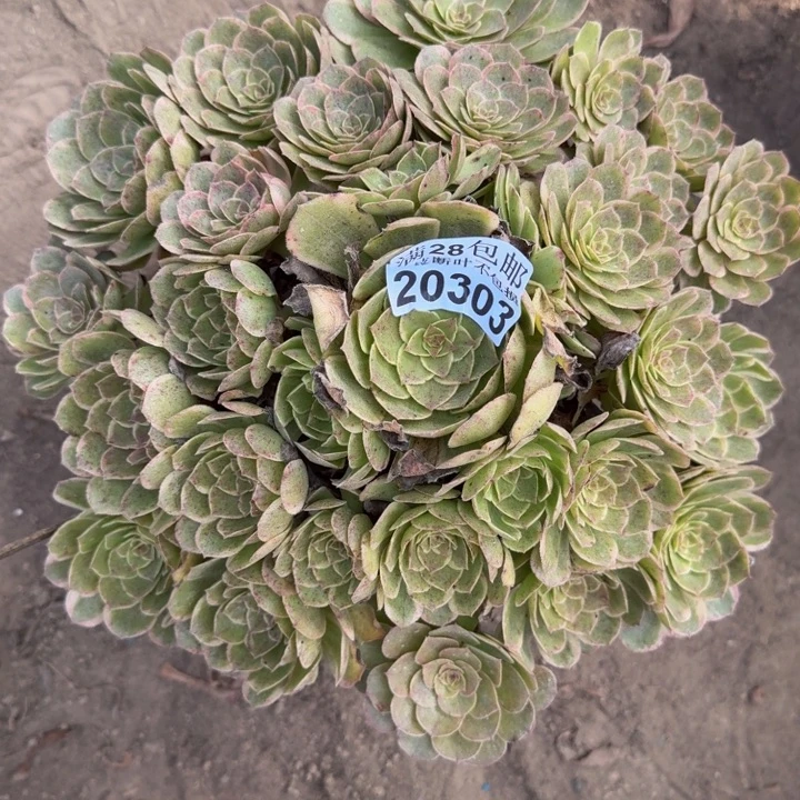 20303莲花做多肉植物