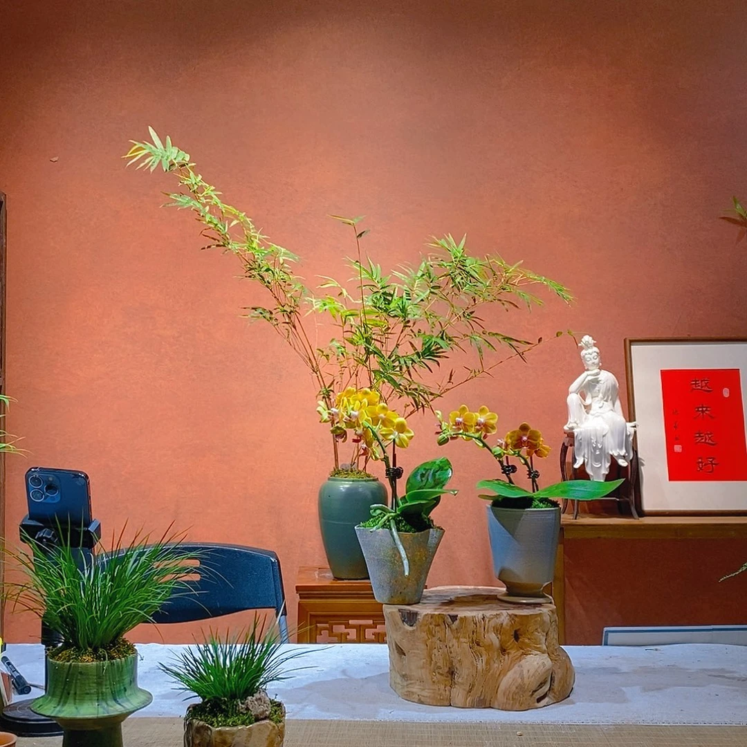 y***y无花朵老桩精品竹盆景作品