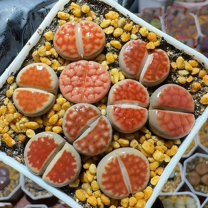 生石花1222222。  117