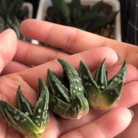 达摩泪珠3颗一起发货哈哈哈