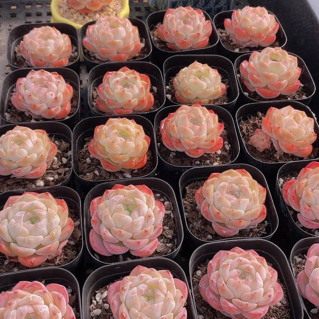 量拍78号 钻石粉冰魄单头2个