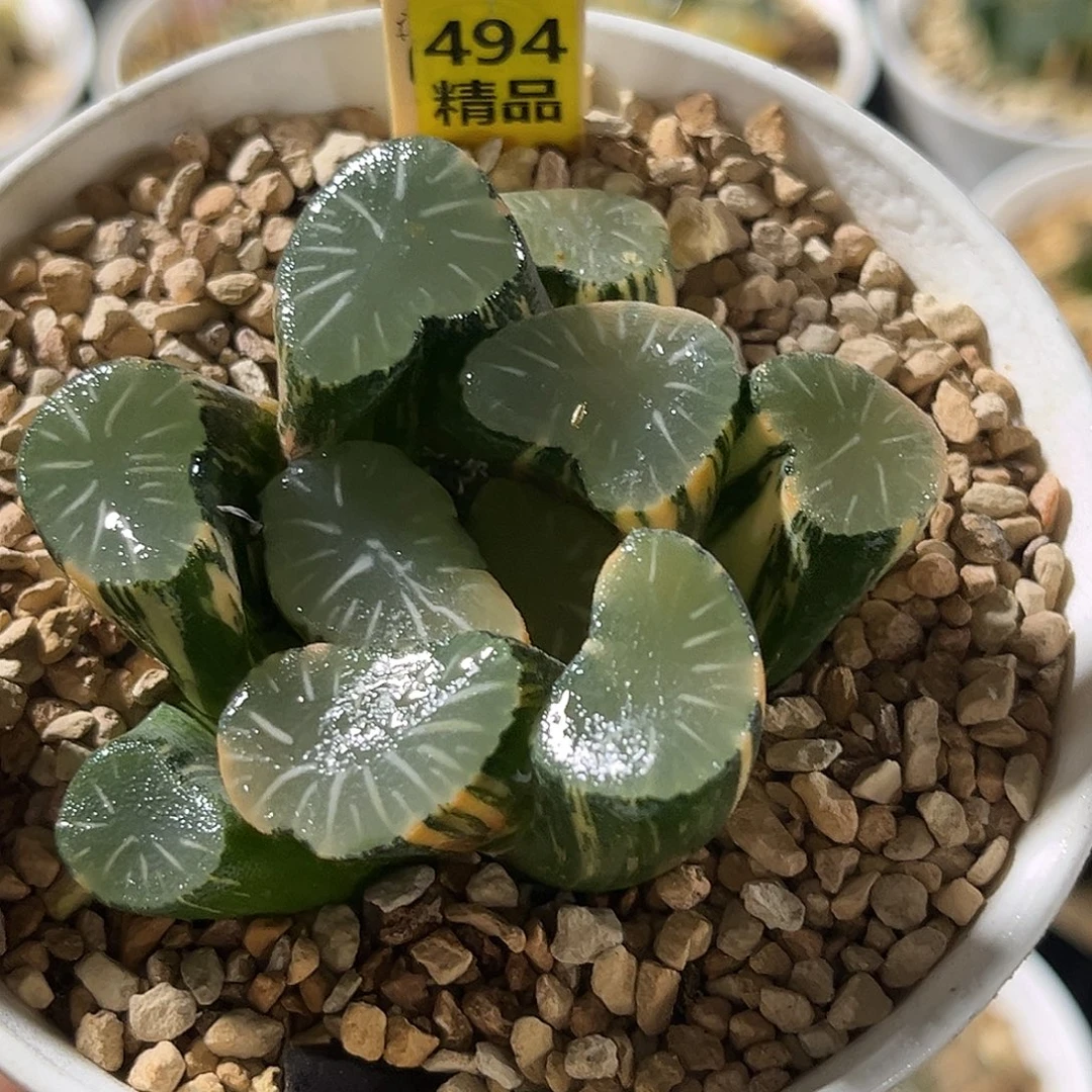 494欧大宝万象锦福利福利