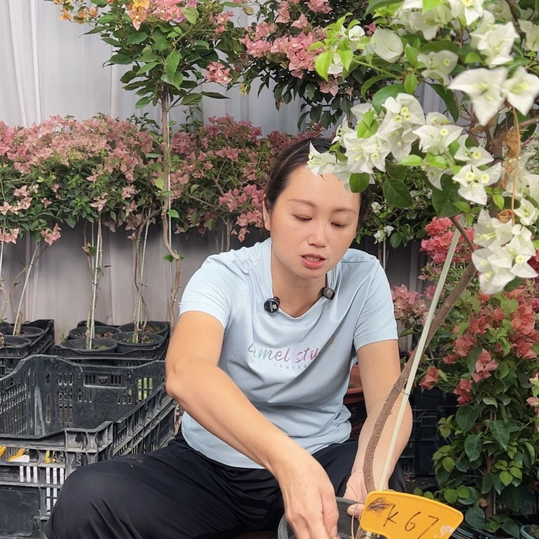 爱***子当前无花栽培后可以开花K67白雪