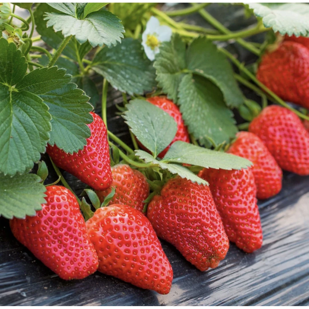 【丹东奶油草莓种子】四季播种草莓种籽子阳台盆栽蔬菜庭院室外