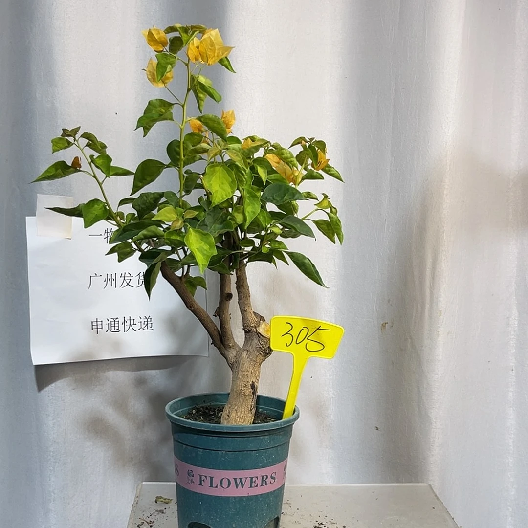列***车当前无花栽培后可以开花305暗斑柠檬黄，粗3公分