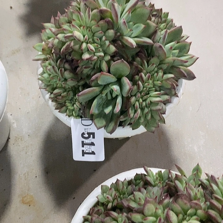 娟***1511红拉糖缀多肉植物